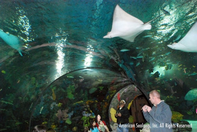 Stingrays swimming above guests in the aquarium tunnel of Virginia Aquarium and Marine Science Center