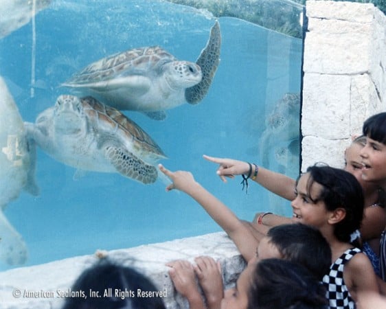 Children getting an up-close look and pointing at two sea turtles at the Mexico Xcaret Aquarium