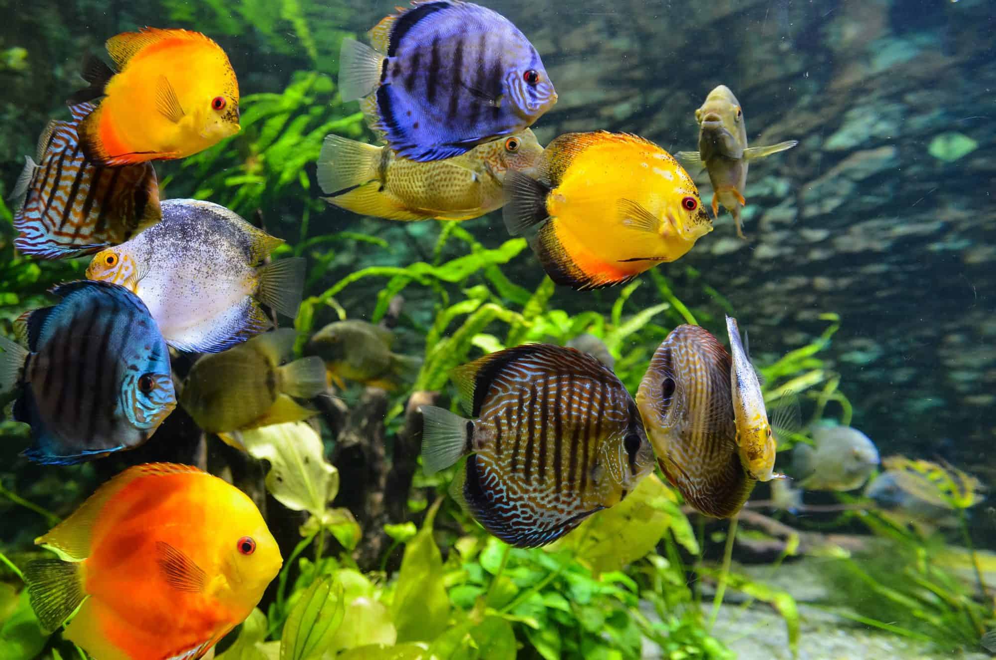 aquariums-top-3-health-and-life-benefits-american-sealants-inc