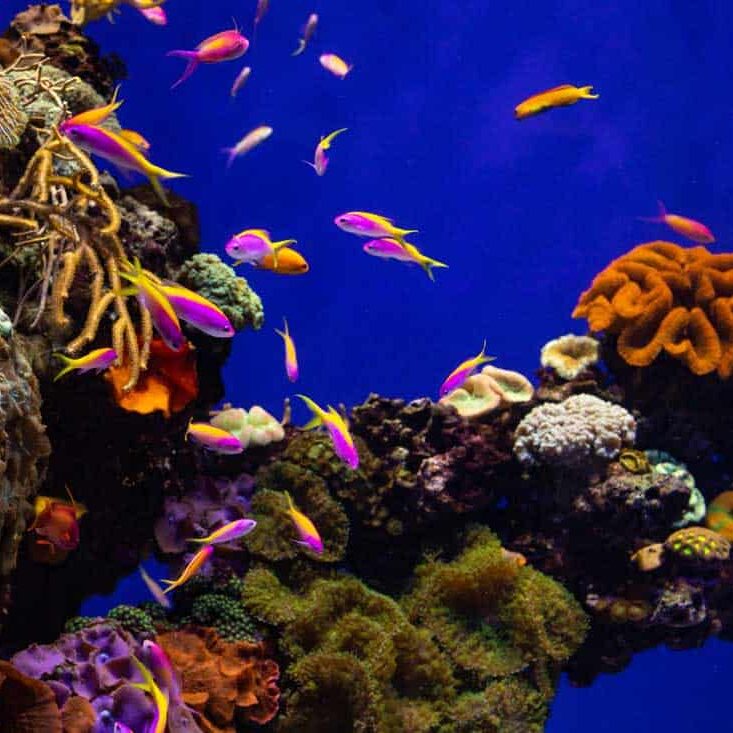 Caribbean Aquarium Exhibit with colorful fish and coral.