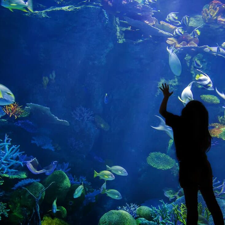The silhouette of a child with their hand on the aquarium tank glass by American Sealants Inc.
