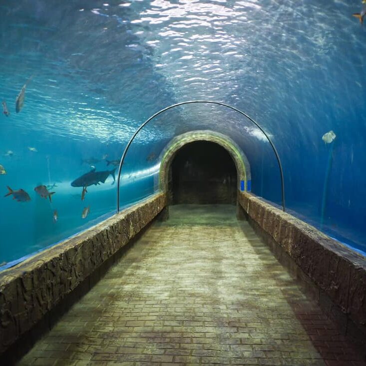 Aquarium tunnel with brick floors surrounded by fish